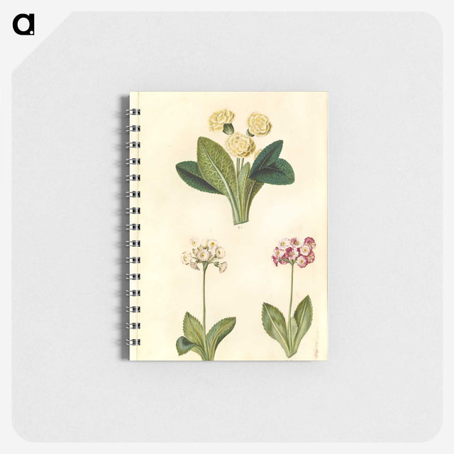 2-1_Maria-Sibylla-Merian_memo