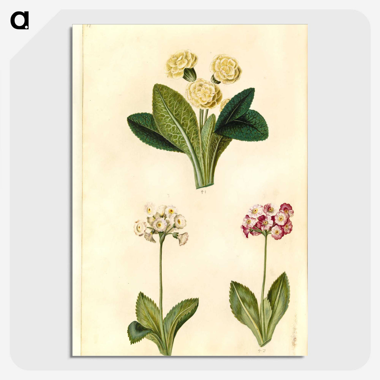 2-1_Maria-Sibylla-Merian_picture-crop