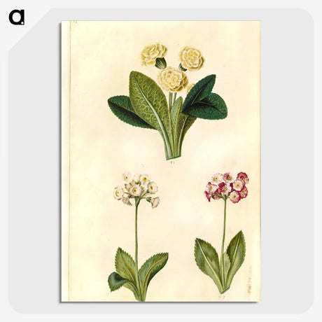 2-1_Maria-Sibylla-Merian_picture-crop