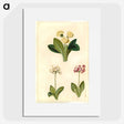 2-1_Maria-Sibylla-Merian_picture