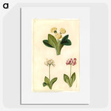 2-1_Maria-Sibylla-Merian_picture
