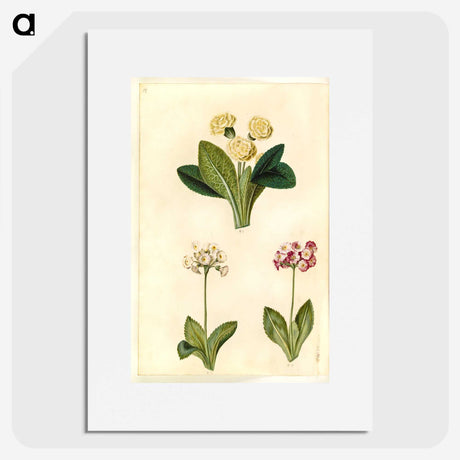 2-1_Maria-Sibylla-Merian_picture