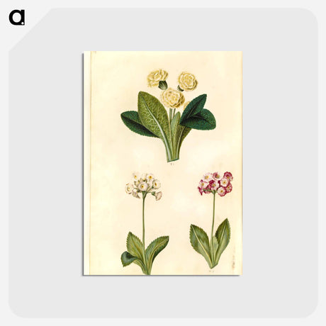 アートポストカード-Primula vulgaris and Primula ×pubescens
 - マリア ジビーラ メーリアン Postcard.