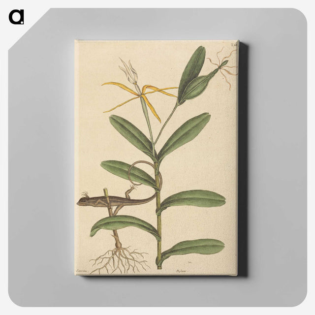 2-1_Mark-Catesby_canvas
