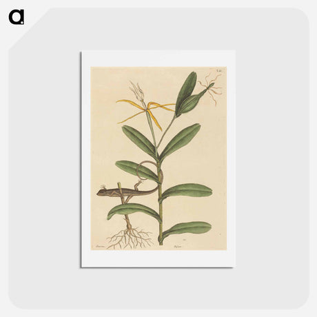 アートポストカード-The Lyon Lizard
 - マーク ケイツビー Postcard.