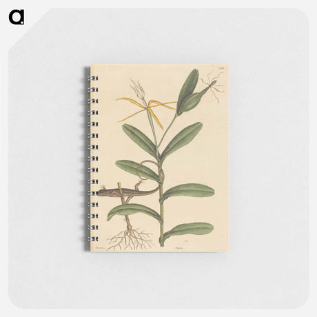 アートメモ帳-The Lyon Lizard
 - マーク ケイツビー Memo.