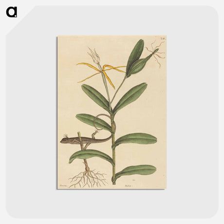 アートポストカード-The Lyon Lizard
 - マーク ケイツビー Postcard.