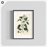 2-1_Medical-Botany_blk