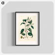 アートポスター-Purging Croton Illustration
 - 薬用植物学 Poster.