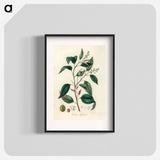 アートポスター-Purging Croton Illustration
 - 薬用植物学 Poster.