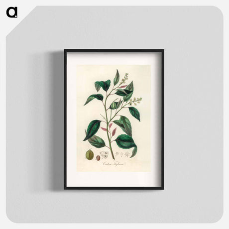 アートポスター-Purging Croton Illustration
 - 薬用植物学 Poster.