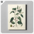 2-1_Medical-Botany_canvas