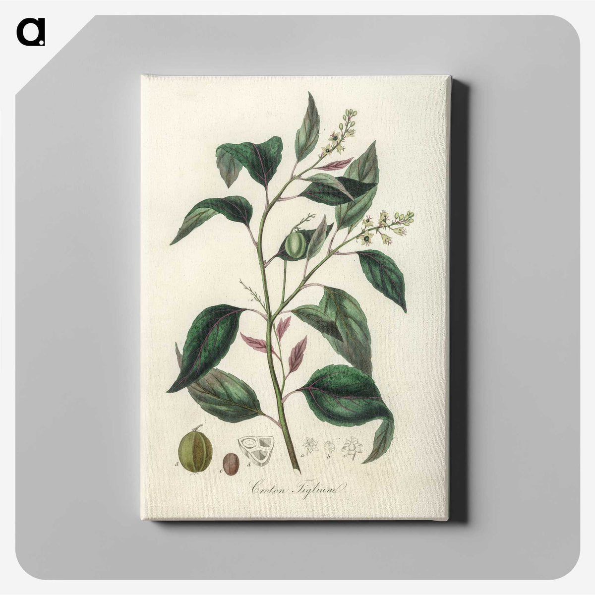 2-1_Medical-Botany_canvas