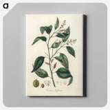 2-1_Medical-Botany_canvas