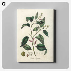 2-1_Medical-Botany_canvas