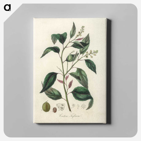 2-1_Medical-Botany_canvas