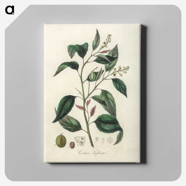 2-1_Medical-Botany_canvas