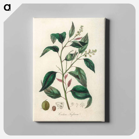 アートパネル-Purging Croton Illustration
 - 薬用植物学 Canvas.