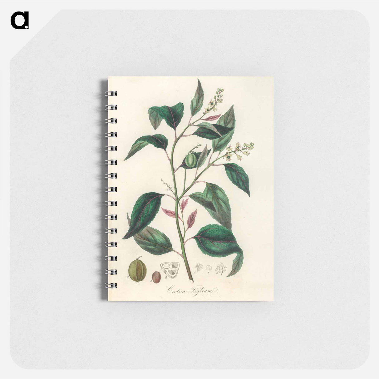 アートメモ帳-Purging Croton Illustration
 - 薬用植物学 Memo.