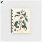 アートメモ帳-Purging Croton Illustration
 - 薬用植物学 Memo.