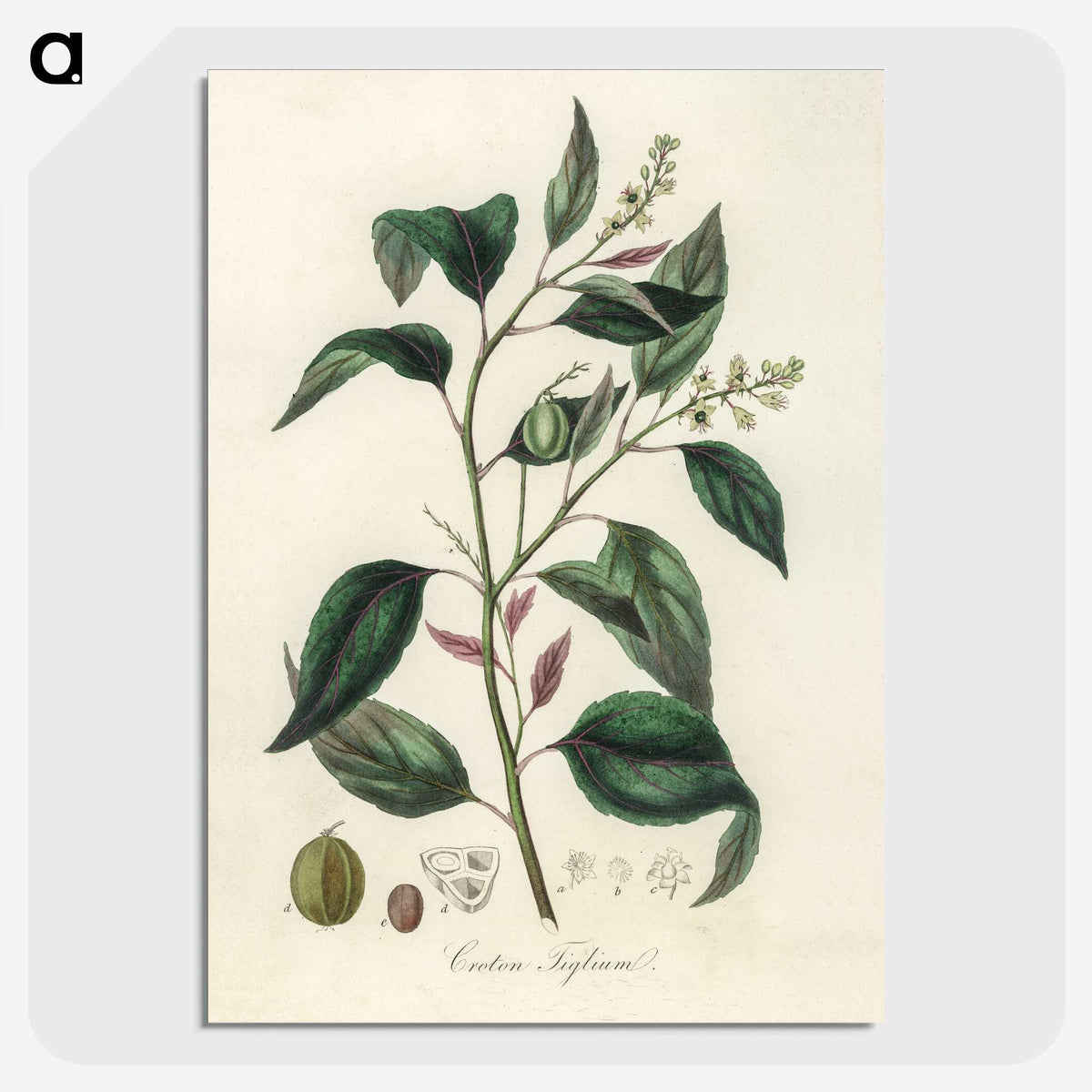 2-1_Medical-Botany_picture-crop