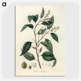 2-1_Medical-Botany_picture-crop