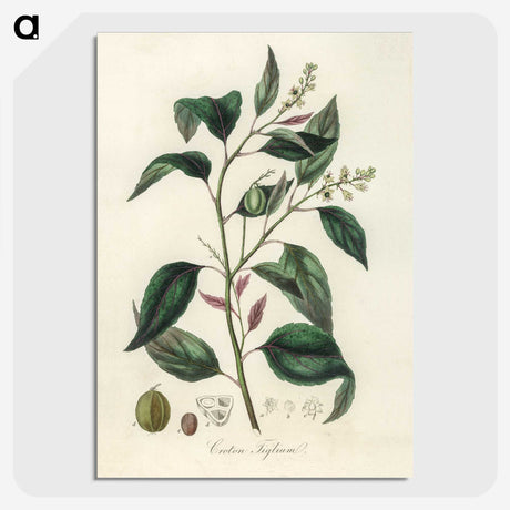 2-1_Medical-Botany_picture-crop