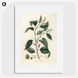 2-1_Medical-Botany_picture