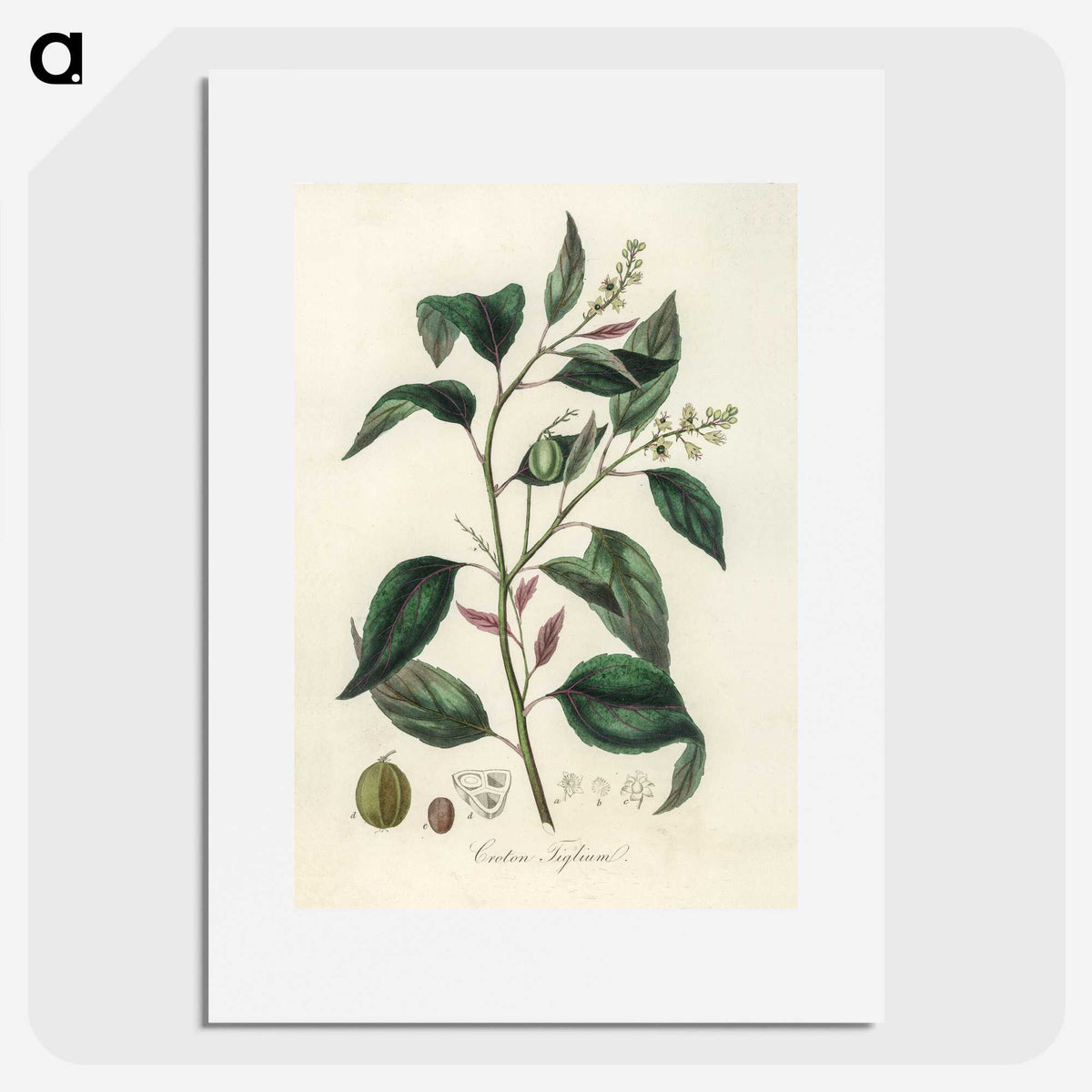 2-1_Medical-Botany_picture