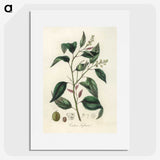 2-1_Medical-Botany_picture