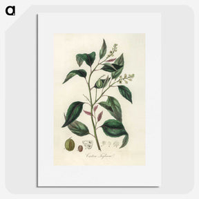 2-1_Medical-Botany_picture
