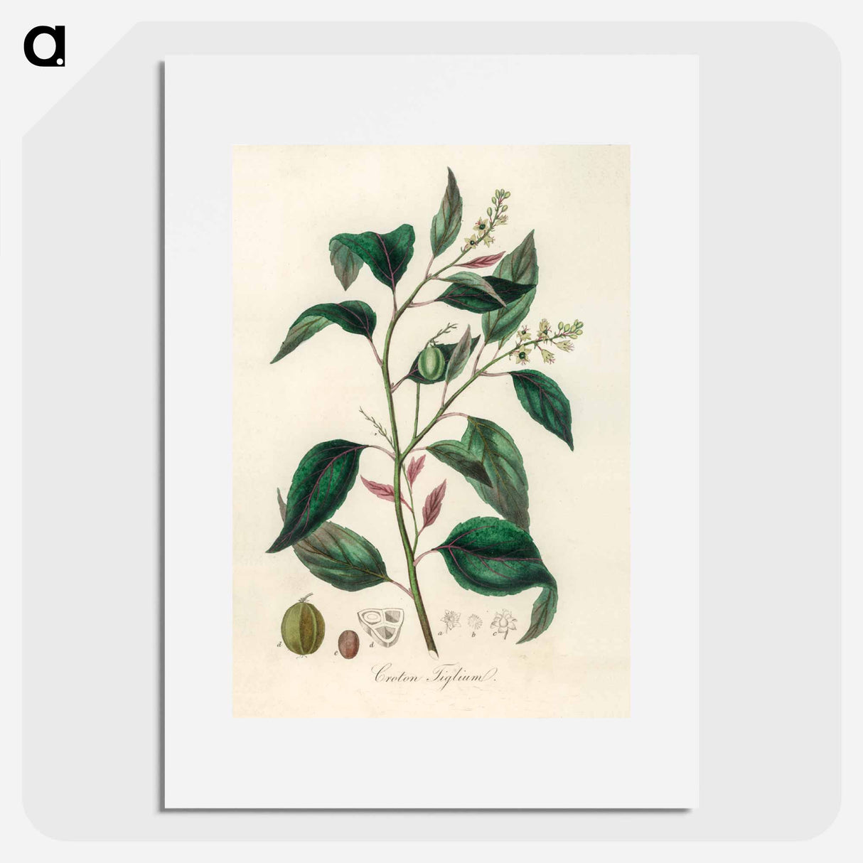 アートポスター-Purging Croton Illustration
 - 薬用植物学 Poster.