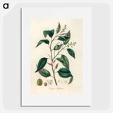 アートポスター-Purging Croton Illustration
 - 薬用植物学 Poster.