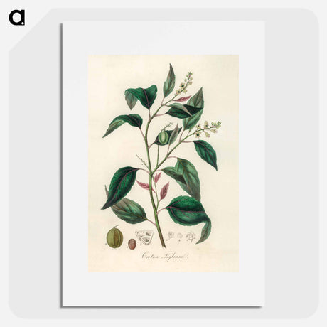 アートポスター-Purging Croton Illustration
 - 薬用植物学 Poster.