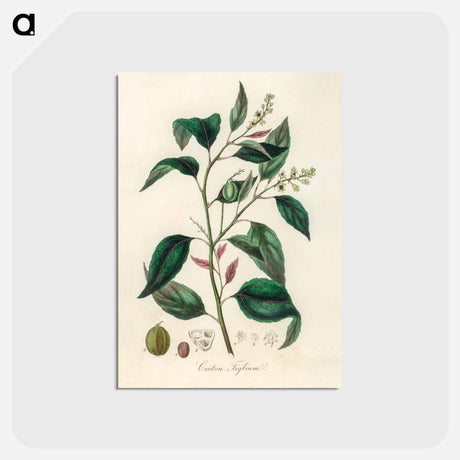 アートポストカード-Purging Croton Illustration
 - 薬用植物学 Postcard.