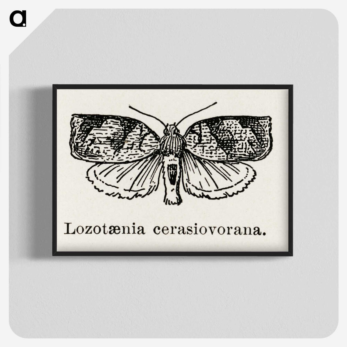 2-1_Moths-and-Butterflies-of-the-United-States_blk-crop