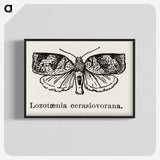 2-1_Moths-and-Butterflies-of-the-United-States_blk-crop