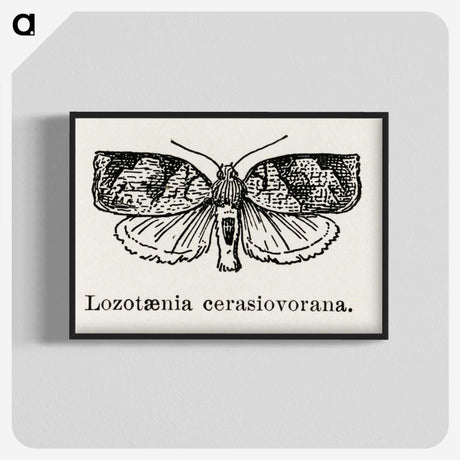 2-1_Moths-and-Butterflies-of-the-United-States_blk-crop