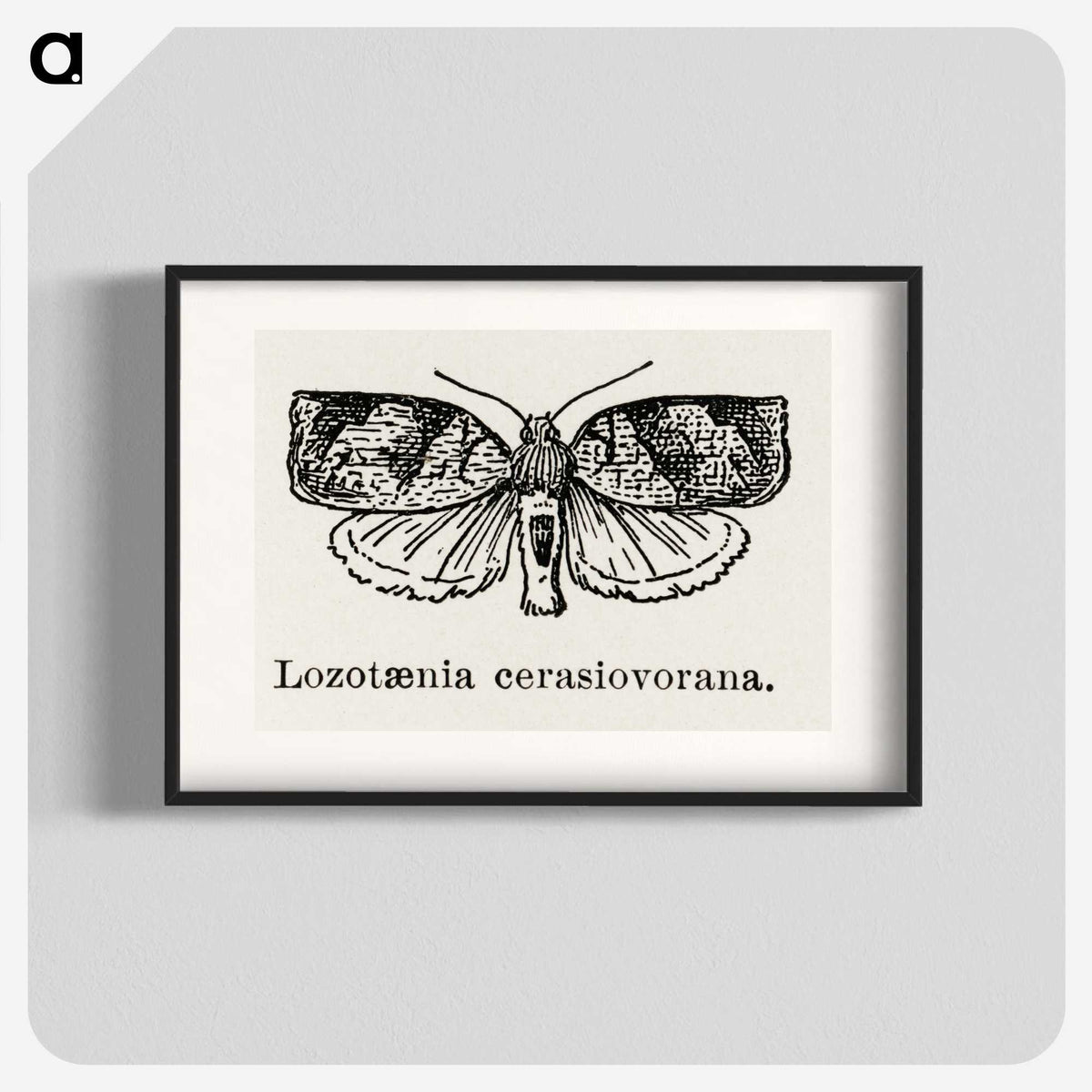 2-1_Moths-and-Butterflies-of-the-United-States_blk