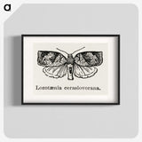 2-1_Moths-and-Butterflies-of-the-United-States_blk