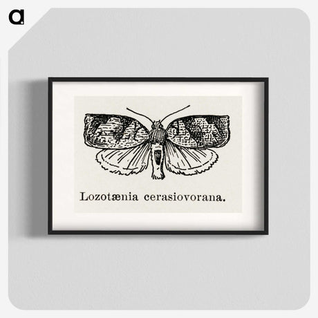 2-1_Moths-and-Butterflies-of-the-United-States_blk