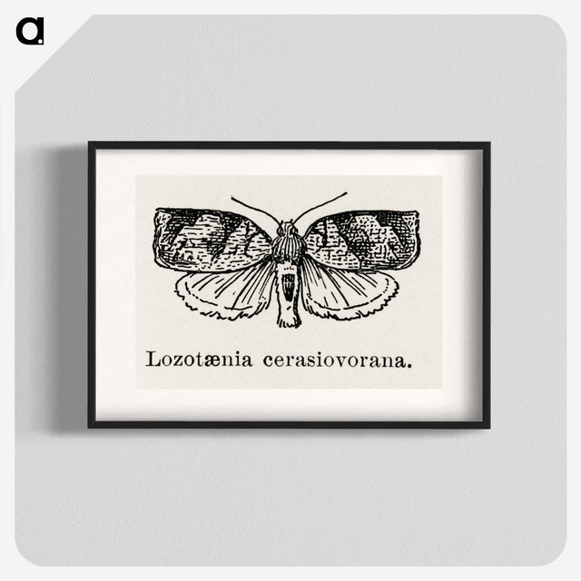 2-1_Moths-and-Butterflies-of-the-United-States_blk