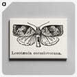2-1_Moths-and-Butterflies-of-the-United-States_canvas