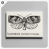 2-1_Moths-and-Butterflies-of-the-United-States_canvas