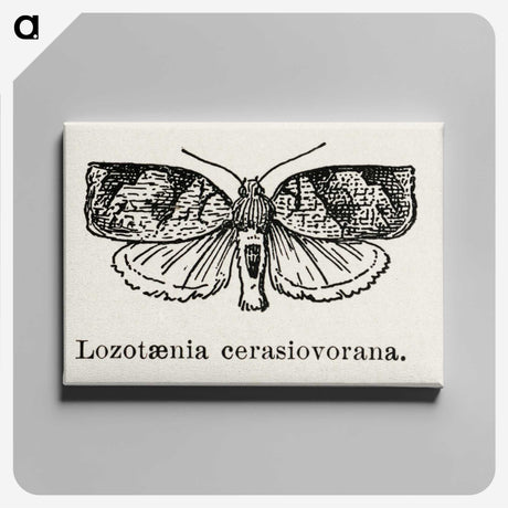 2-1_Moths-and-Butterflies-of-the-United-States_canvas