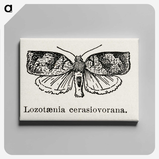 2-1_Moths-and-Butterflies-of-the-United-States_canvas
