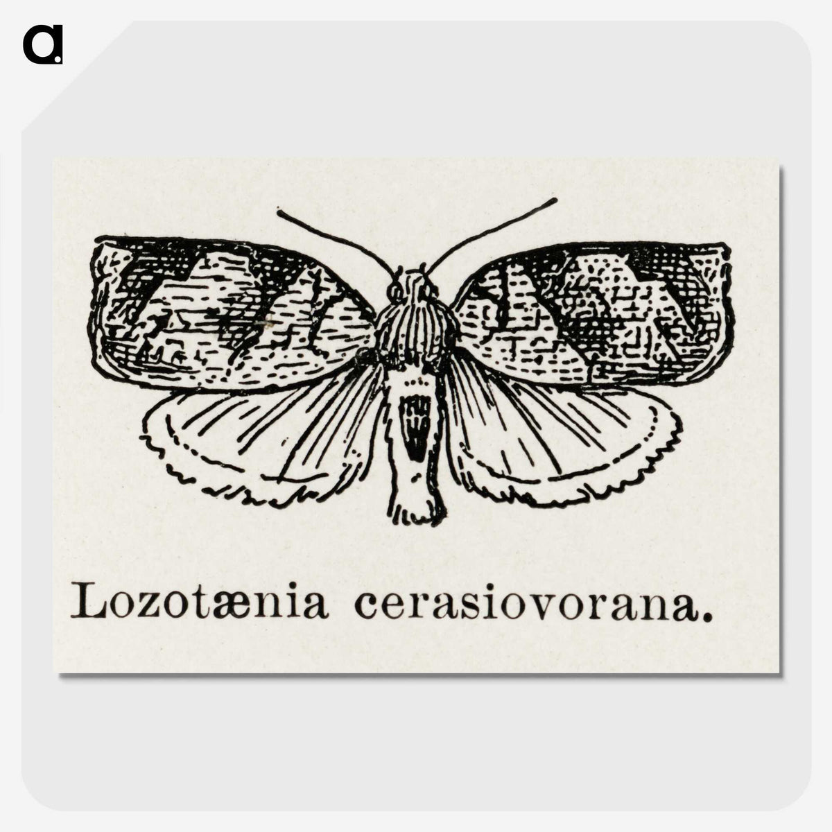 2-1_Moths-and-Butterflies-of-the-United-States_picture-crop