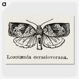 2-1_Moths-and-Butterflies-of-the-United-States_picture-crop