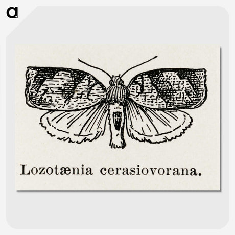 2-1_Moths-and-Butterflies-of-the-United-States_picture-crop