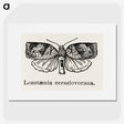 2-1_Moths-and-Butterflies-of-the-United-States_picture